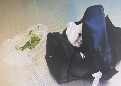 В Красноярске сожгли незаконно ввезенные розы