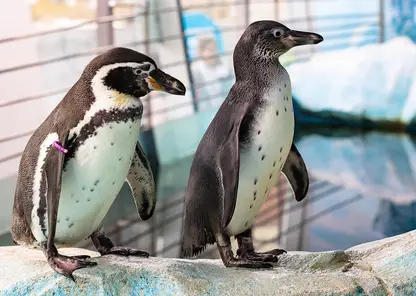 «Роев ручей» просит помочь красноярцев выбрать имя пингвинёнку
