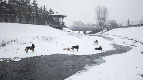 В Алтайском крае разрешили отстреливать волко-собачьих гибридов