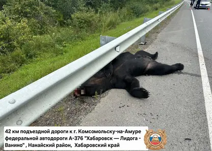 Водитель насмерть сбил медведя на трассе в Хабаровском крае