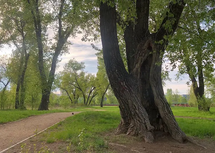 В Татышев-парке Красноярска спилят 20 тополей