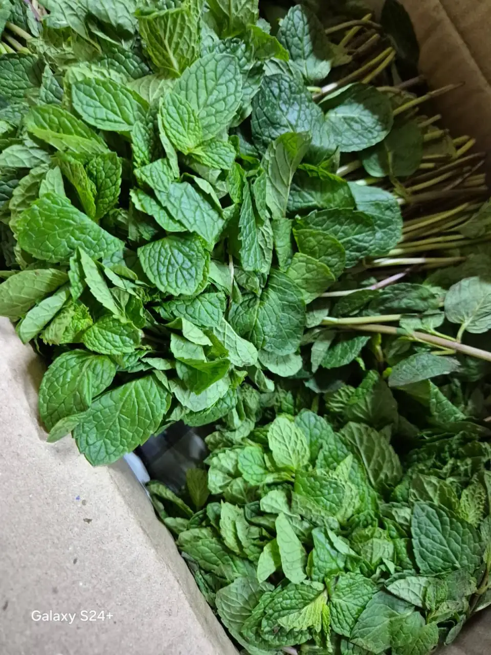 Фото: Россельхознадзор по Красноярскому краю