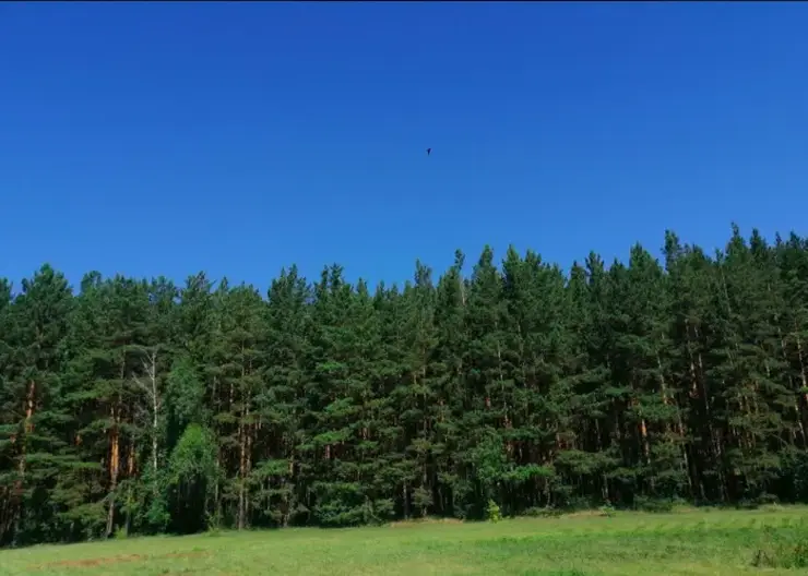 В Красноярском крае в 2024 году лесовосстановление пройдёт на площади 162,5 тысячи гектаров