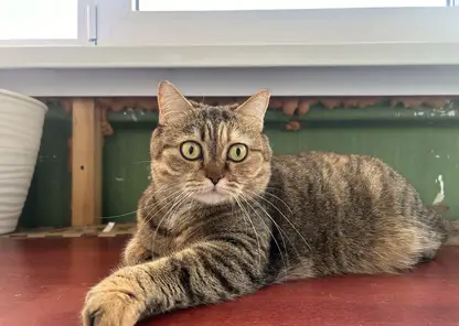 Трёхцветные кошки — почти всегда девочки, а рыжие коты — мальчики. Учёные рассказали интересные факты о котах и кошатниках