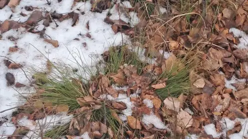 В нескольких регионах Сибири выпал первый снег