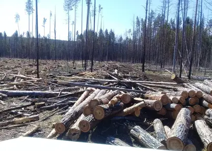 В Красноярском крае за год выявлено 775 фактов незаконной рубки, пресечена деятельность 7 подпольных цехов производства алкоголя