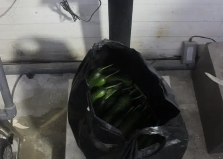 Жительнице Норильска грозит до 2 лет колонии за кражу огурцов