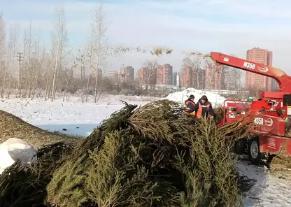 Жители Красноярска сдали в переработку более тысячи новогодних ёлок