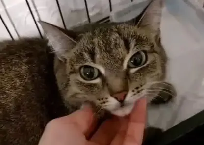 В Красноярске спасли кошку, 20 дней жившую среди хлама и останков хозяина