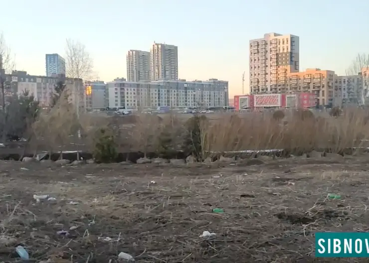 Жительницу Красноярска возмутила свалка и заброшенные саженцы в Преображенском