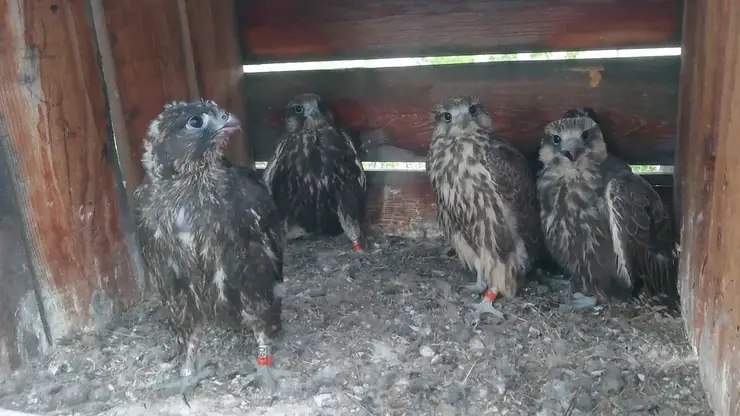 Птенцов редких соколов-балобанов выпустили в природу из питомника в Южной Сибири