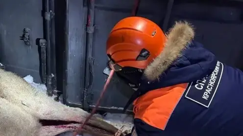 В Красноярске стая диких собак напала на марала