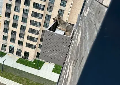 В Южно-Сахалинске собака чудом спаслась после падения с 12-го этажа