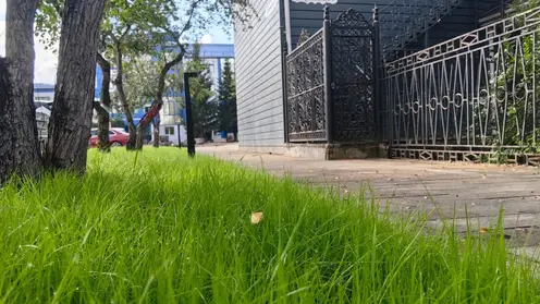 В Красноярске началась масштабная кампания по озеленению центральных улиц