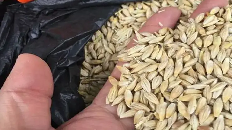 Более 1,2 млн тонн зерна из Красноярского края отправлено на экспорт и в регионы России