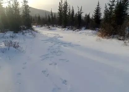 Численность животных увеличивается в новых заказниках Забайкалья