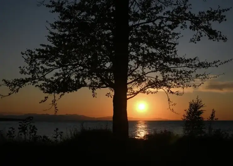 Закон о сплошных рубках на Байкале вступил в силу