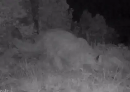 Милый сюрприз: котёнок снежного барса попал в объектив фотоловушки в Саяно-Шушенском заповеднике