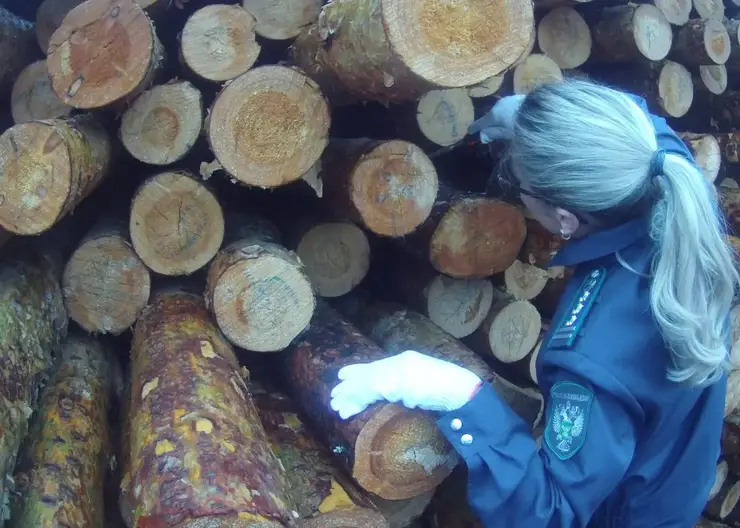 В Красноярском крае проверено свыше 6 млн кубометров древесины