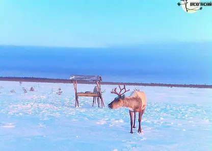 Северные олени попали в фотоловушку заповедника на границе Томской и Новосибирской областей
