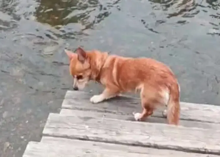 «Лай слышали восемь человек»: новая деталь в поисках семьи Усольцевых, которая пропала в горах Красноярского края