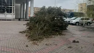 Ураган снес ель на Театральной площади в Красноярске Ураган снес ель на Театральной площади в Красноярске