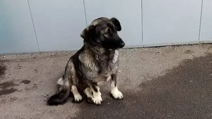 Бизнес на бездомных собаках: красноярцы обвиняются в мошенничестве с контрактами на отлов животных