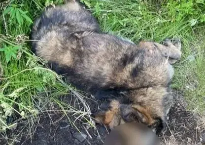 В Туве пьяный живодер забил собаку камнем, вспомнив, что когда-то его укусил похожий пес