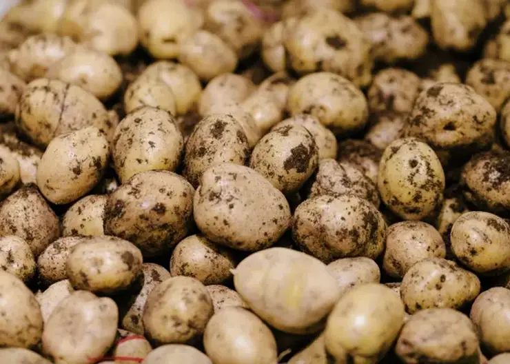 Роспотребнадзор рассказал красноярцам, на что обратить внимание при покупке картофеля