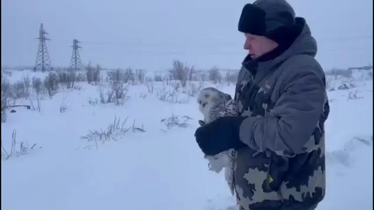 На севере Красноярского края спасли залетевшую в вентиляцию сову