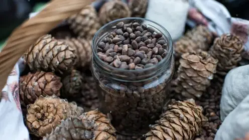 Томский кедровый орех покоряет ОАЭ, Китай и Казахстан: экспорт взлетел на треть