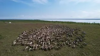 Стадо домашних северных оленей появится на Таймыре при поддержке краевого гранта