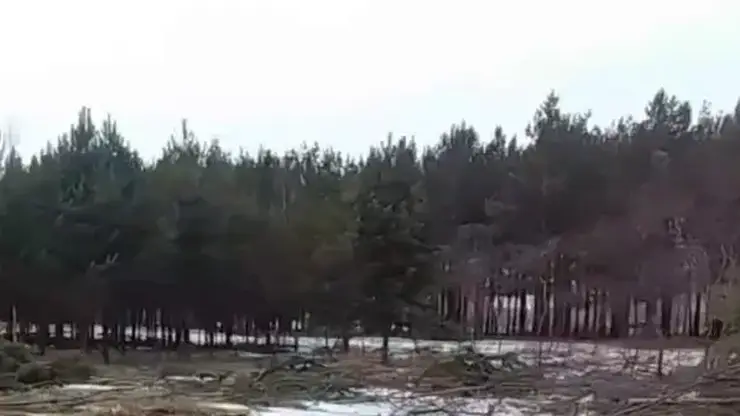 В Красноярске проверяют вырубку хвойного леса в Советском районе