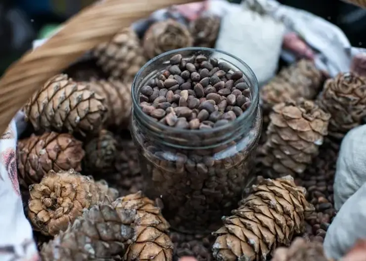 Томский кедровый орех покоряет ОАЭ, Китай и Казахстан: экспорт взлетел на треть