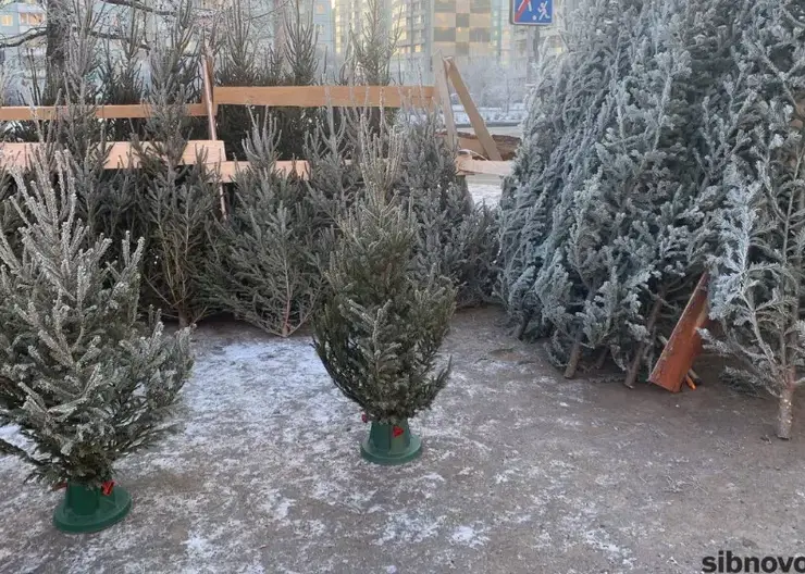 В Центральном районе Красноярска откроют три ёлочных базара