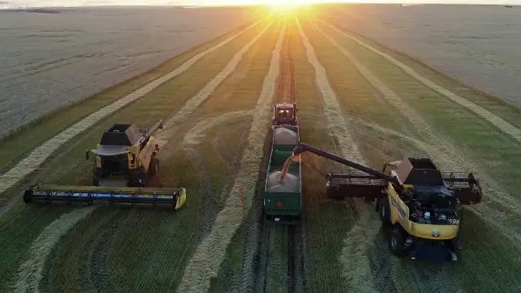 В Омской области определились лидеры по сбору зерновых