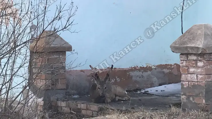 В Канске на территорию школы забежала косуля