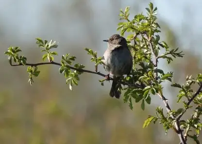 В омском парке «Птичья гавань» запретили мероприятия, чтобы не мешать птицам