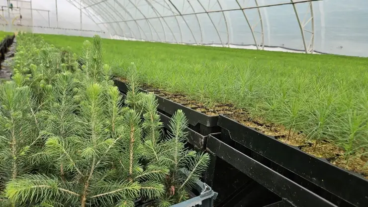 В Красноярском крае построят две мини-теплицы для выращивания сеянцев для восстановления лесов