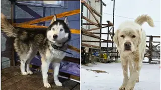 В Красноярске спасенных из гаража собак на 2-ой Брянской никто не взял в семью