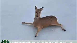 Сотни косуль в ходе миграции застряли на ледяном озере в Новосибирской области Сотни косуль в ходе миграции застряли на ледяном озере в Новосибирской области