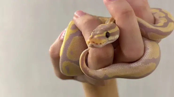 В Красноярске из квартиры в Белых Росах сбежал питон