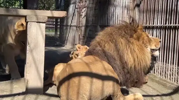 Милота из Барнаульского зоопарка: львица Ая представила двух детенышей их отцу Алтаю (видео)