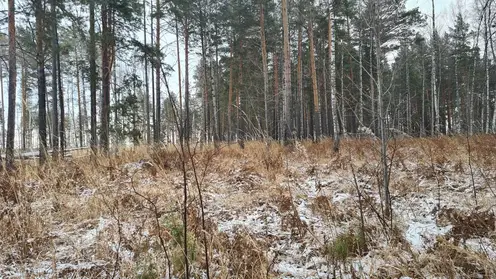Директор лесхоза в Красноярском крае организовал незаконную вырубку на 117 миллионов рублей