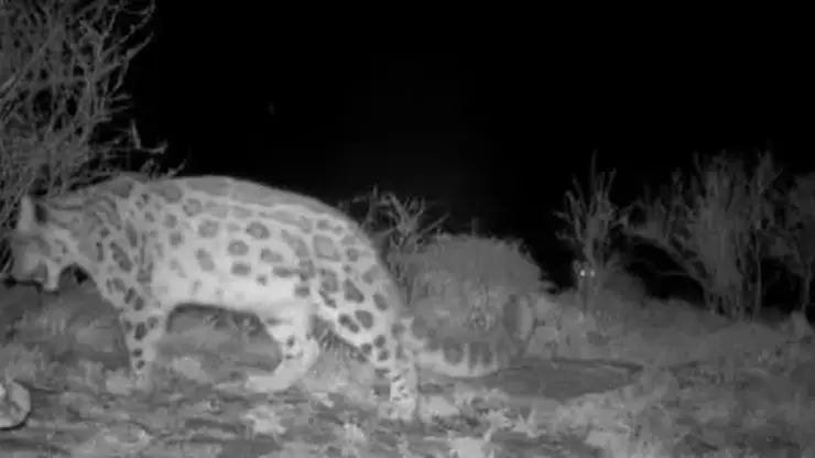 Рекордную численность снежных барсов зафиксировали в Саяно-Шушенском заповеднике