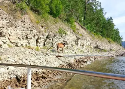На Красноярском море туристов поразила неожиданная встреча с маралами