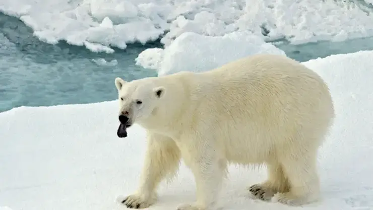 Упрямый белый медведь перегородил путь атомному ледоколу «Урал» в Енисейском заливе (Видео)