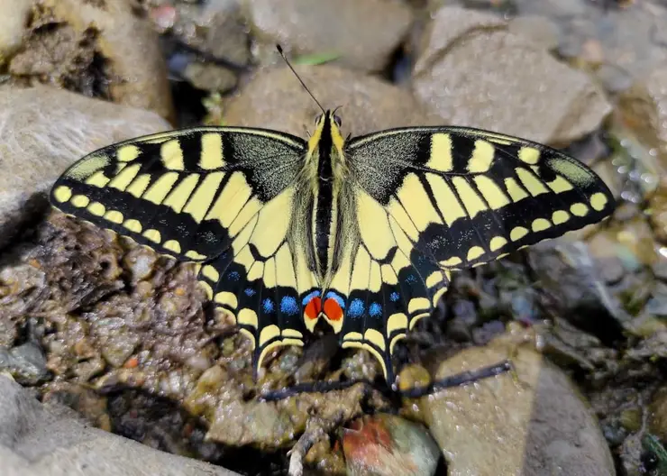 В «Шушенском бору» сфотографировали одну из самых красивых бабочек