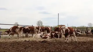 Ветераны СВО могут получить грант на развитие агробизнеса в Красноярском крае Ветераны СВО могут получить грант на развитие агробизнеса в Красноярском крае