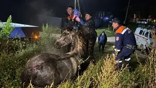 Провалившегося в колодец коня вытащили в Шушенском округе